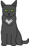 a black cat
