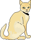 an elderly yellow cat