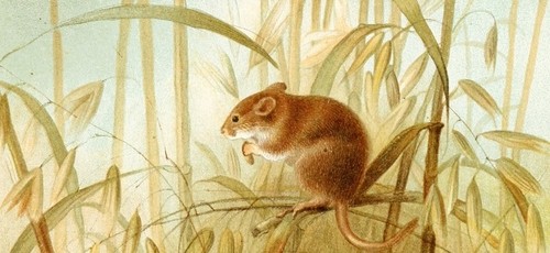 mouse image