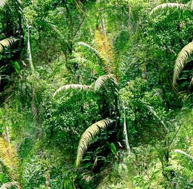 forest bg
