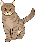 a brown cat